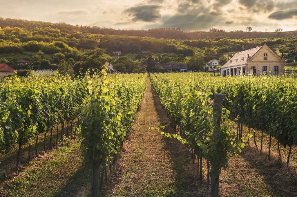 A Vocation In The&nbsp;Vineyard